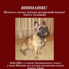 Подробнее об объявлении «Тюмень Пропала собака кобель 24.01.18» Фото: пропала собака Французский бульдог «Тюмень Пропала собака кобель 24.01.18» в г. Тюмень