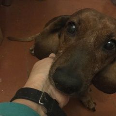 Подробнее об объявлении «Ялта Пропала собака кобель» Фото: пропала собака Такса «Ялта Пропала собака кобель» в г. Ялта