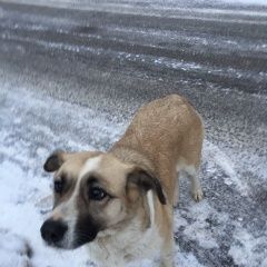 Подробнее об объявлении «Дзержинский Пропала собака на собаке черный ошейник» Фото: пропала собака  «Дзержинский Пропала собака на собаке черный...» в г. Дзержинский