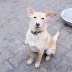 Подробнее об объявлении «Пропала собака кобель Самара» Фото: пропала собака  «Пропала собака кобель Самара» в г. Самара