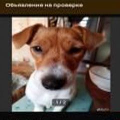 Подробнее об объявлении «Пропала собака лучший друг Хабаровск» Фото: пропала собака  «Пропала собака лучший друг Хабаровск» в г. Хабаровск