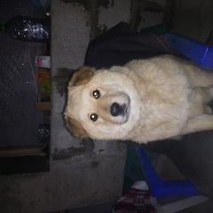 Подробнее об объявлении «Пропала собака друг  Электросталь» Фото: пропала собака  «Пропала собака друг  Электросталь» в г. Электросталь