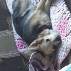 Подробнее об объявлении «Иваново Пропала собака» Фото: пропала собака  «Иваново Пропала собака» в г. Иваново