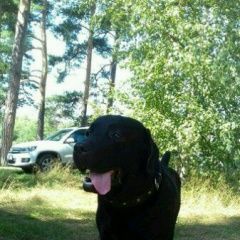 Подробнее об объявлении «Пропала собака кобель черный лабрадор блэк Нижний Новгород» Фото: пропала собака Лабрадор ретривер «Пропала собака кобель черный лабрадор блэк...» в г. Нижний Новгород