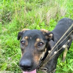 Подробнее об объявлении «Климовск Пропала собака» Фото: пропала собака  «Климовск Пропала собака» в г. Климовск