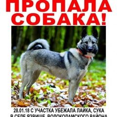 Подробнее об объявлении «Пропала собака Москва» Фото: пропала собака  «Пропала собака Москва» в г. Москва