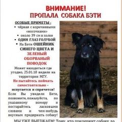 Подробнее об объявлении «Пропала собака  Москва» Фото: пропала собака  «Пропала собака  Москва» в г. Москва