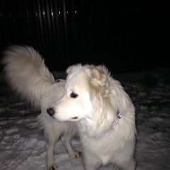 Подробнее об объявлении «Балашиха Пропала собака» Фото: пропала собака Самоедская лайка «Балашиха Пропала собака» в г. Балашиха