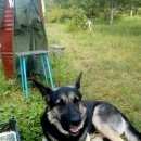 Подробнее об объявлении «Пропала собака кобель ленинский район Нижний Новгород» Фото: пропала собака  «Пропала собака кобель ленинский район Нижний...» в г. Нижний Новгород