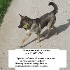 Подробнее об объявлении «Ферзиково Пропала собака кобель» Фото: пропала собака  «Ферзиково Пропала собака кобель» в г. Ферзиково
