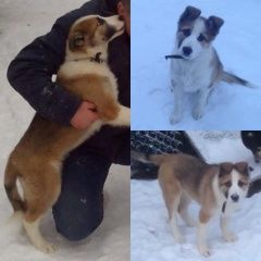 Подробнее об объявлении «Гатчина Пропала собака» Фото: пропала собака  «Гатчина Пропала собака» в г. Гатчина