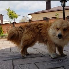 Подробнее об объявлении «Анапа Пропала собака кобель рыжий пушистик марлик» Фото: пропала собака  «Анапа Пропала собака кобель рыжий пушистик марлик» в г. Анапа