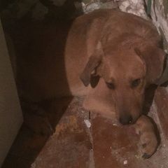 Подробнее об объявлении «Пропала собака кобель в п. смышляевка самаркой обл. Самара» Фото: пропала собака  «Пропала собака кобель в п. смышляевка самаркой...» в г. Самара