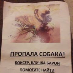 Подробнее об объявлении «Пропала собака кобель очень ласковый пёс    Орел» Фото: пропала собака Боксер «Пропала собака кобель очень ласковый пёс    Орел» в г. Орел