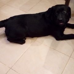 Подробнее об объявлении «Пропала собака пожалуйста, помогите найти собаку   Калининец» Фото: пропала собака Лабрадор ретривер «Пропала собака пожалуйста, помогите найти...» в г. Калининец