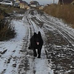 Подробнее об объявлении «Красноярск Пропала собака кобель» Фото: пропала собака Немецкая овчарка «Красноярск Пропала собака кобель» в г. Красноярск