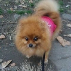 Подробнее об объявлении «Кропоткин Пропала собака рыжий шпиц» Фото: пропала собака Немецкий шпиц «Кропоткин Пропала собака рыжий шпиц» в г. Кропоткин