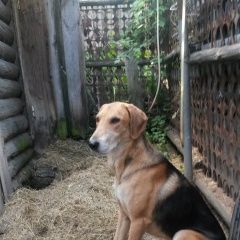 Подробнее об объявлении «Шатура Пропала собака кобель» Фото: пропала собака  «Шатура Пропала собака кобель» в г. Шатура