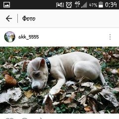 Подробнее об объявлении «Анапа Пропала собака» Фото: пропала собака Американский стаффордширский терьер «Анапа Пропала собака» в г. Анапа