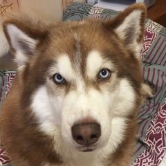 Подробнее об объявлении «Пропала собака кобель Звенигород» Фото: пропала собака  «Пропала собака кобель Звенигород» в г. Звенигород