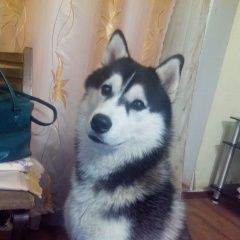 Подробнее об объявлении «Пропала собака кобель помогите в поиске друга  Рязань» Фото: пропала собака Сибирская хаски «Пропала собака кобель помогите в поиске друга...» в г. Рязань