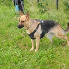 Подробнее об объявлении «Серпухов Пропала собака немецкая овчарка» Фото: пропала собака Немецкая овчарка «Серпухов Пропала собака немецкая овчарка» в г. Серпухов