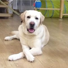 Подробнее об объявлении «Иваново Пропала собака кобель лабрадор» Фото: пропала собака  «Иваново Пропала собака кобель лабрадор» в г. Иваново