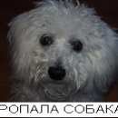 Подробнее об объявлении «Новокузнецк Пропала собака» Фото: пропала собака  «Новокузнецк Пропала собака» в г. Новокузнецк