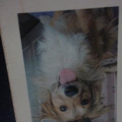 Подробнее об объявлении «Симферополь Пропала собака кобель помогите» Фото: пропала собака  «Симферополь Пропала собака кобель помогите» в г. Симферополь