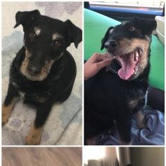 Подробнее об объявлении «Пропала собака тоша Санкт-Петербург» Фото: пропала собака Ягд-терьер «Пропала собака тоша Санкт-Петербург» в г. Санкт-Петербург