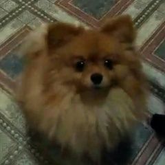 Подробнее об объявлении «Харьков Пропала собака девочка, пожалуйста верните.» Фото: пропала собака Померанский шпиц «Харьков Пропала собака девочка, пожалуйста...» в г. Харьков