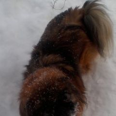 Подробнее об объявлении «Запорожье Пропала собака» Фото: пропала собака Пекинес «Запорожье Пропала собака» в г. Запорожье