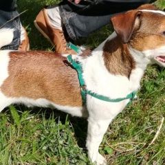 Подробнее об объявлении «Пропала собака порода джек рассел Смоленск» Фото: пропала собака Джек рассел терьер «Пропала собака порода джек рассел Смоленск» в г. Смоленск