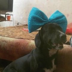 Подробнее об объявлении «Пропала собака кобель. Ангарск» Фото: пропала собака  «Пропала собака кобель. Ангарск» в г. Ангарск