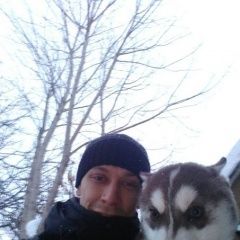 Подробнее об объявлении «Пропала собака кобель ищем хаски Самара» Фото: пропала собака  «Пропала собака кобель ищем хаски Самара» в г. Самара