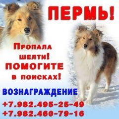 Подробнее об объявлении «Пропала собака Пермь» Фото: пропала собака Шелти «Пропала собака Пермь» в г. Пермь