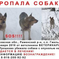 Подробнее об объявлении «Пропала собака.. убежала сука с опухолью на шее Раменское» Фото: пропала собака  «Пропала собака.. убежала сука с опухолью на шее...» в г. Раменское