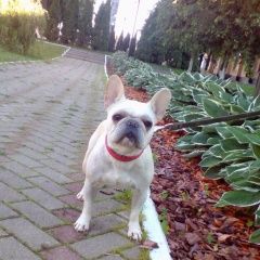 Подробнее об объявлении «Пропала собака Можайск» Фото: пропала собака Французский бульдог «Пропала собака Можайск» в г. Можайск