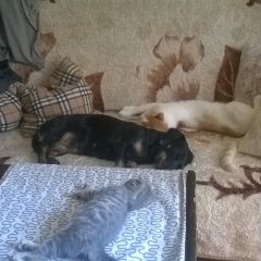 Подробнее об объявлении «Пропала собака Самара» Фото: пропала собака Такса «Пропала собака Самара» в г. Самара