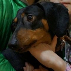 Подробнее об объявлении «Ульяновск Пропала собака кобель кабель таксы» Фото: пропала собака Такса «Ульяновск Пропала собака кобель кабель таксы» в г. Ульяновск