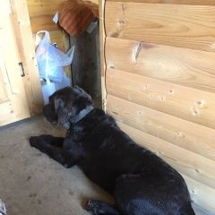 Подробнее об объявлении «Пропала собака кобель драатхар Егорьевск» Фото: пропала собака Дратхаар «Пропала собака кобель драатхар Егорьевск» в г. Егорьевск