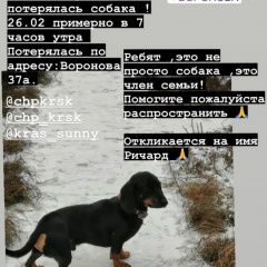 Подробнее об объявлении «Красноярск Пропала собака кобель» Фото: пропала собака Такса «Красноярск Пропала собака кобель» в г. Красноярск