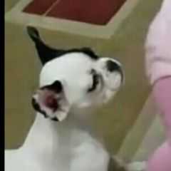 Подробнее об объявлении «Пятигорск Пропала собака французский бульдог» Фото: пропала собака Французский бульдог «Пятигорск Пропала собака французский бульдог» в г. Пятигорск