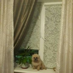 Подробнее об объявлении «Нефтеюганск Пропала собака кобель» Фото: пропала собака Пшеничный мягкошерстный терьер «Нефтеюганск Пропала собака кобель» в г. Нефтеюганск