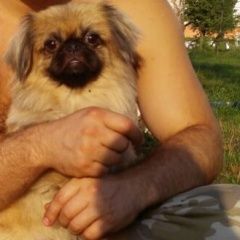 Подробнее об объявлении «Пропала собака кобель Москва» Фото: пропала собака Пекинес «Пропала собака кобель Москва» в г. Москва