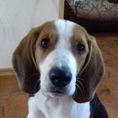 Подробнее об объявлении «Себеж Пропала собака кобель» Фото: пропала собака Бигль «Себеж Пропала собака кобель» в г. Себеж