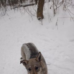 Подробнее об объявлении «Пропала собака просим помочь в розыске Нижний Новгород» Фото: пропала собака  «Пропала собака просим помочь в розыске Нижний...» в г. Нижний Новгород