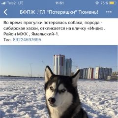 Подробнее об объявлении «Тюмень Пропала собака» Фото: пропала собака Сибирская хаски «Тюмень Пропала собака» в г. Тюмень