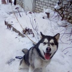 Подробнее об объявлении «Белгород Пропала собака» Фото: пропала собака Сибирская хаски «Белгород Пропала собака» в г. Белгород