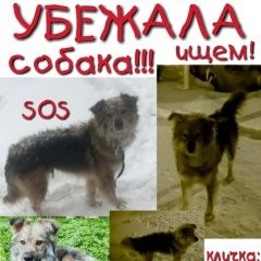 Подробнее об объявлении «Мытищи Пропала собака кобель ( кобель )» Фото: пропала собака  «Мытищи Пропала собака кобель ( кобель )» в г. Мытищи
